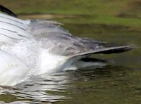 Merganser (Tail) - pic by Nigel Key